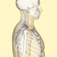 Elevated First Rib